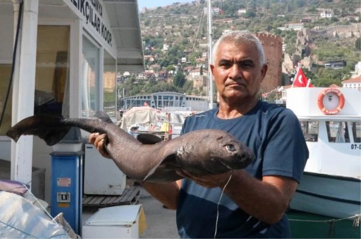 Alanya\'da Derinliklerden \'Ninja Lanternshark\' Türü Köpek Balığı Yakalandı