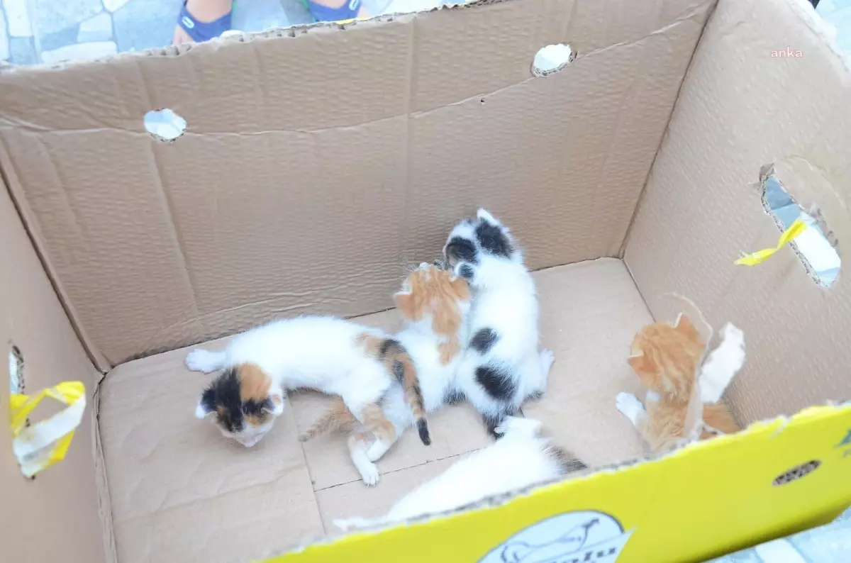 Bozüyük Belediyesi Yavru Kedilere Sahip Çıktı