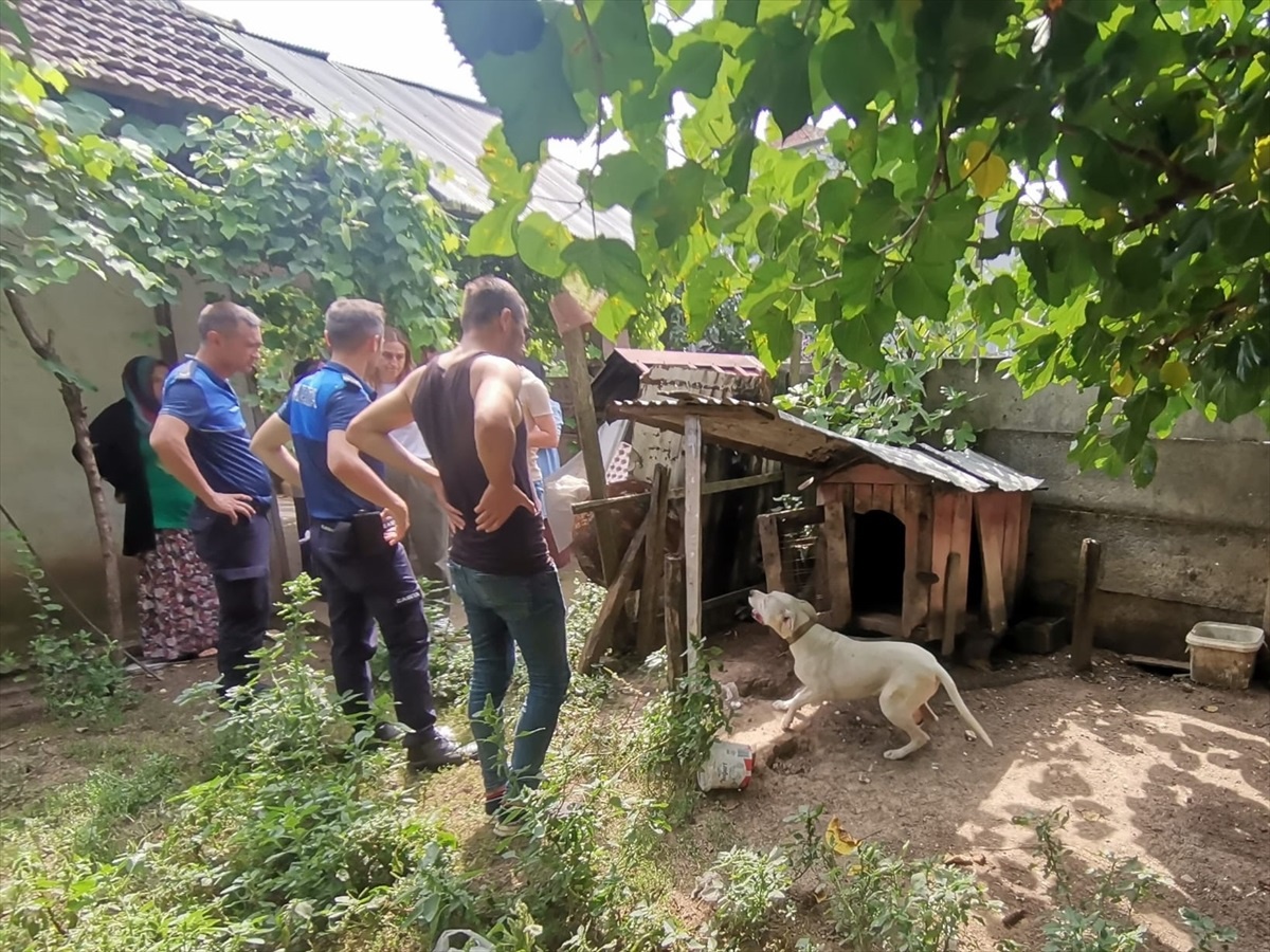 Düzce\'de Yasaklı Irk Köpek Belediyenin Hayvan Konukevine Götürüldü
