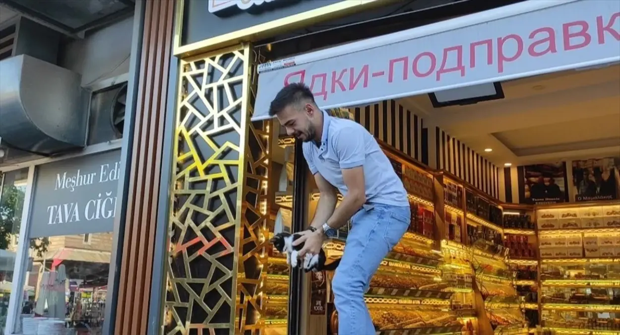 Edirne'de İşletmenin Tabelasına Sıkışan Kedi Yavrusu Esnaf Tarafından Kurtarıldı