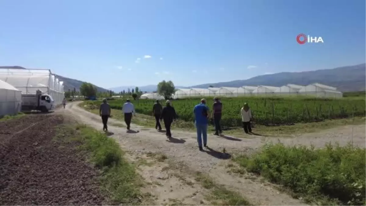 Erzincan\'da atıl araziler tarıma kazandırılıyor - Tatlısu köyünde böğürtlen yetiştiriciliği