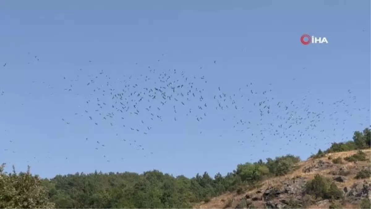 Göç eden leyleklerin eşsiz dansı böyle görüntülendi