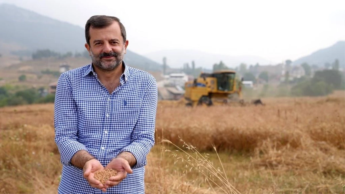 Gürsu Belediyesi Buğday Hasadından Elde Edilen Unları Vatandaşlara Ulaştıracak