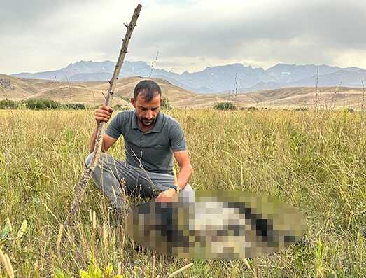 Hakkari'de Köpeklerin Koyun Sürüsüne Saldırısı: 30 Koyun Telef Oldu Hakkari'de Köpeklerin Koyun Sürüsüne Saldırısı: 30 Koyun Telef Oldu