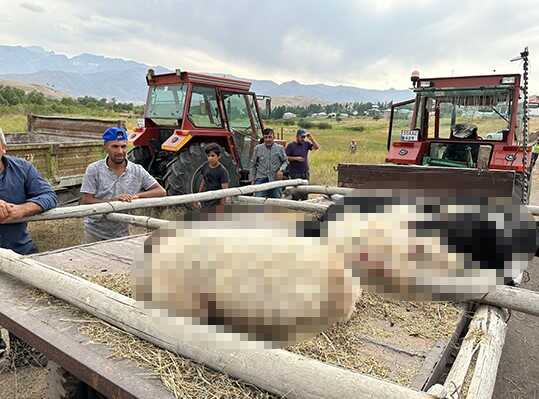 Hakkari'de Köpeklerin Koyun Sürüsüne Saldırısı: 30 Koyun Telef Oldu Hakkari'de Köpeklerin Koyun Sürüsüne Saldırısı: 30 Koyun Telef Oldu