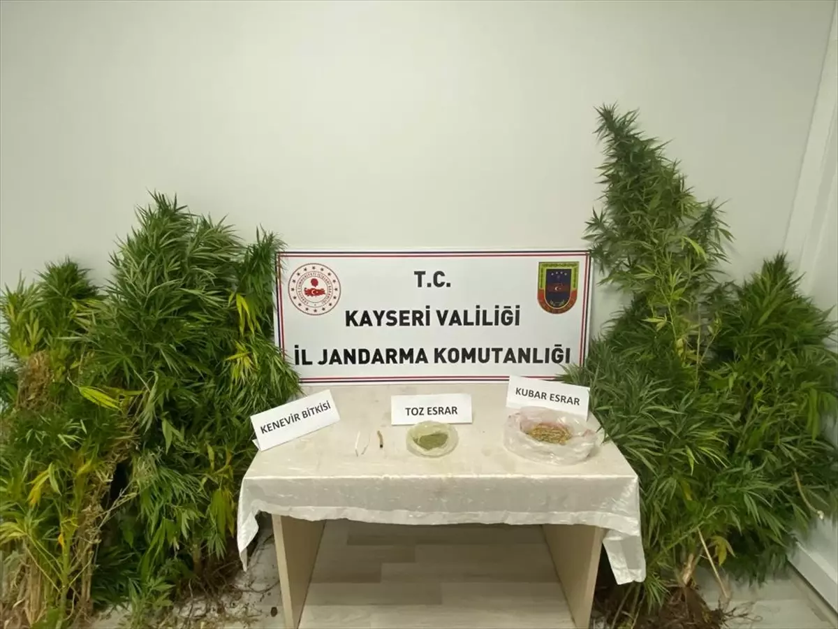 Kayseri\'de Hint keneviri yetiştiricisi yakalandı