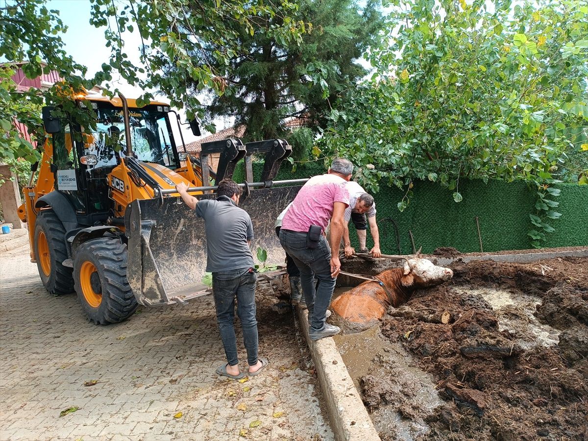 Kandıra\'da çamura saplanan inek iş makinesiyle kurtarıldı