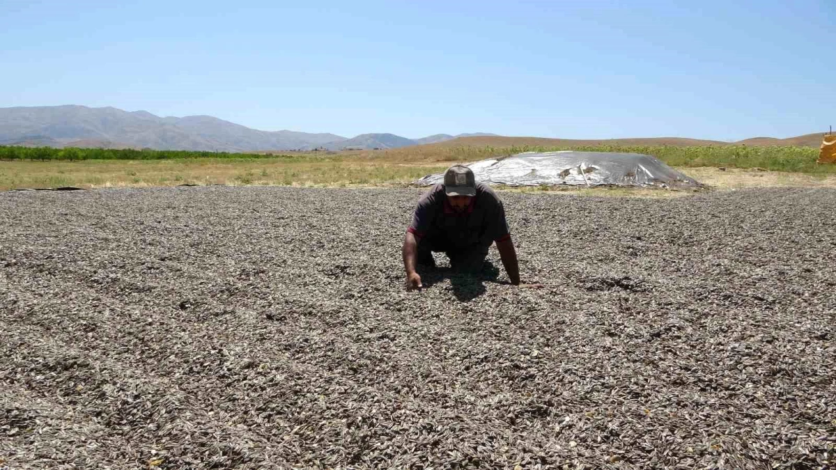 Malatya Kale İlçesinde Çerezlik Ayçekirdeği Hasadı Başladı