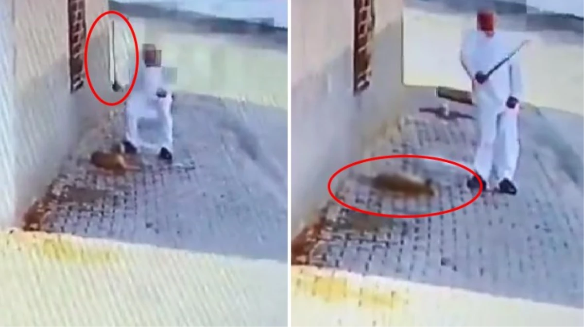 Mardin\'de yavru köpeğe işkence eden şahıs gözaltına alındı
