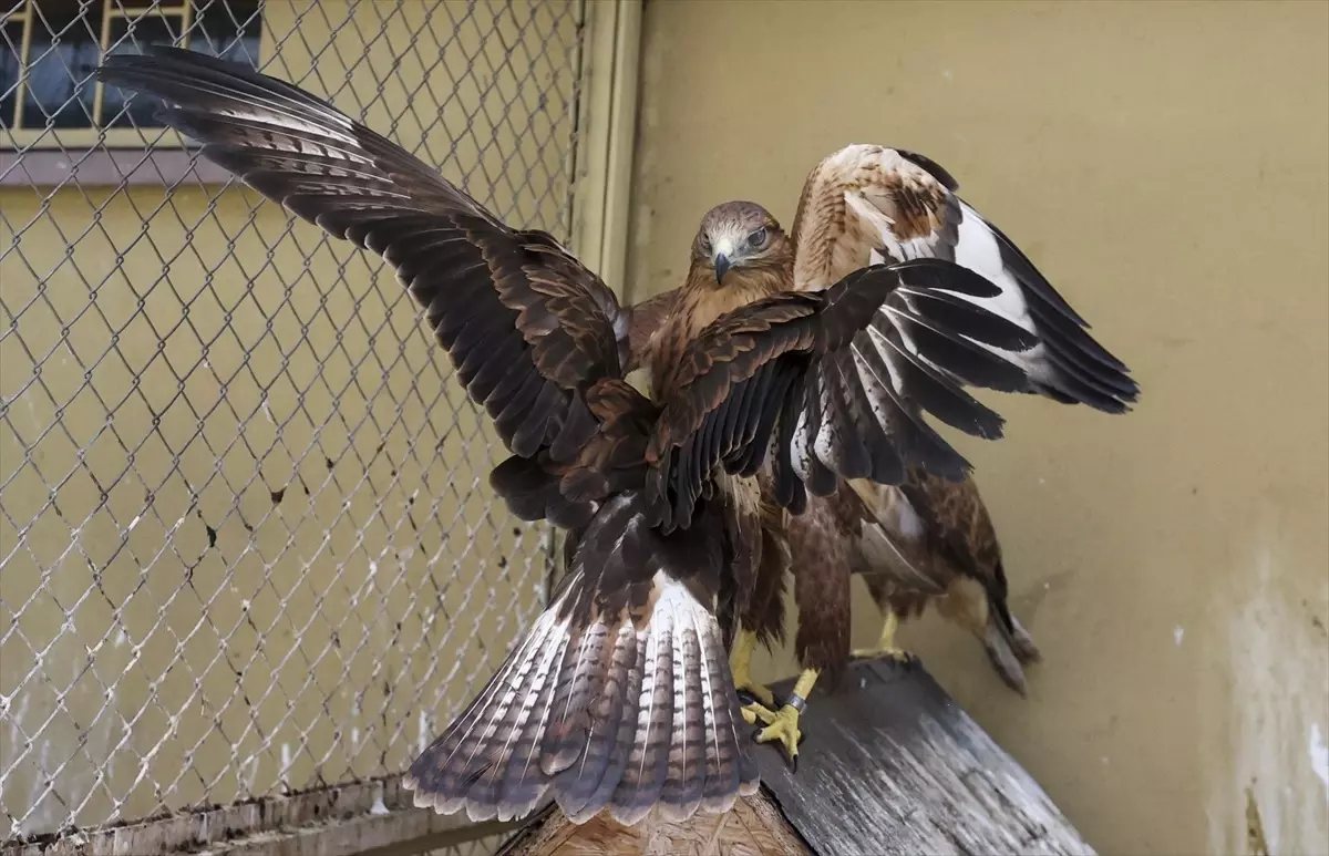 Ankara Üniversitesi Veteriner Fakültesi\'nde Yaban Hayvanlarına Duş İmkanı