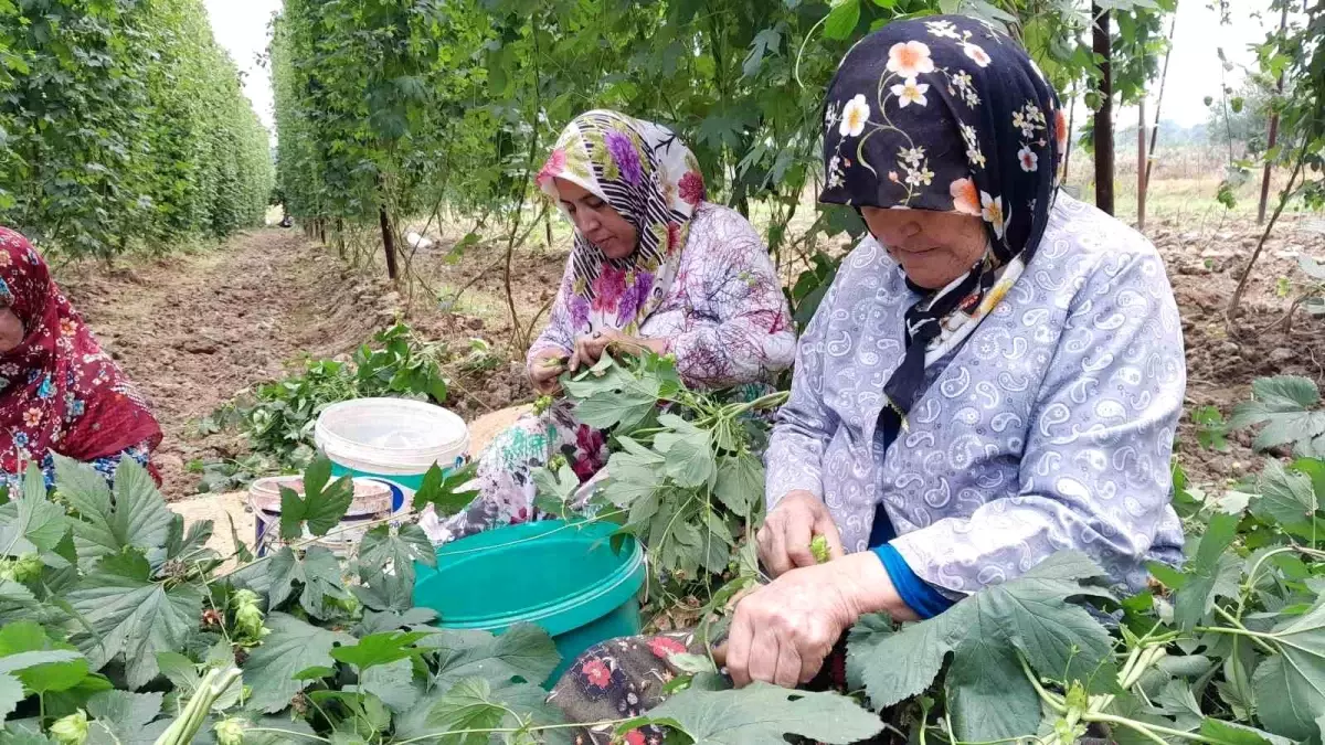 Türkiye\'de Şerbetçi Otu Hasadı Başladı