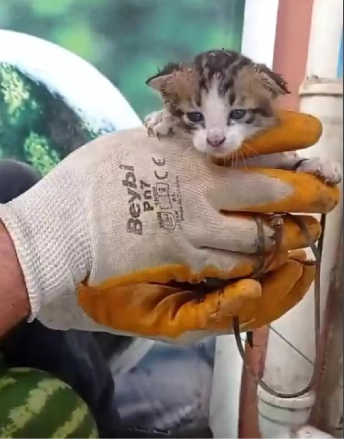 İnebolu\'da mahsur kalan yavru kedi market çalışanları tarafından kurtarıldı