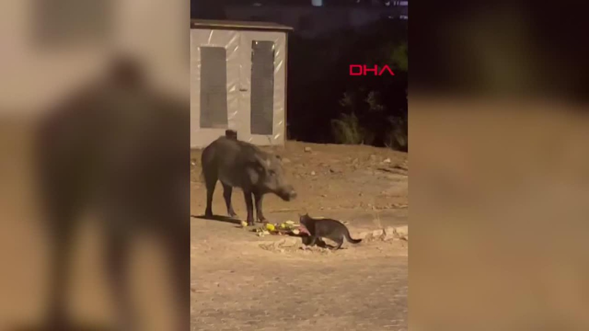 Yaban domuzu ve kedi yol kenarında birlikte yemek yedi