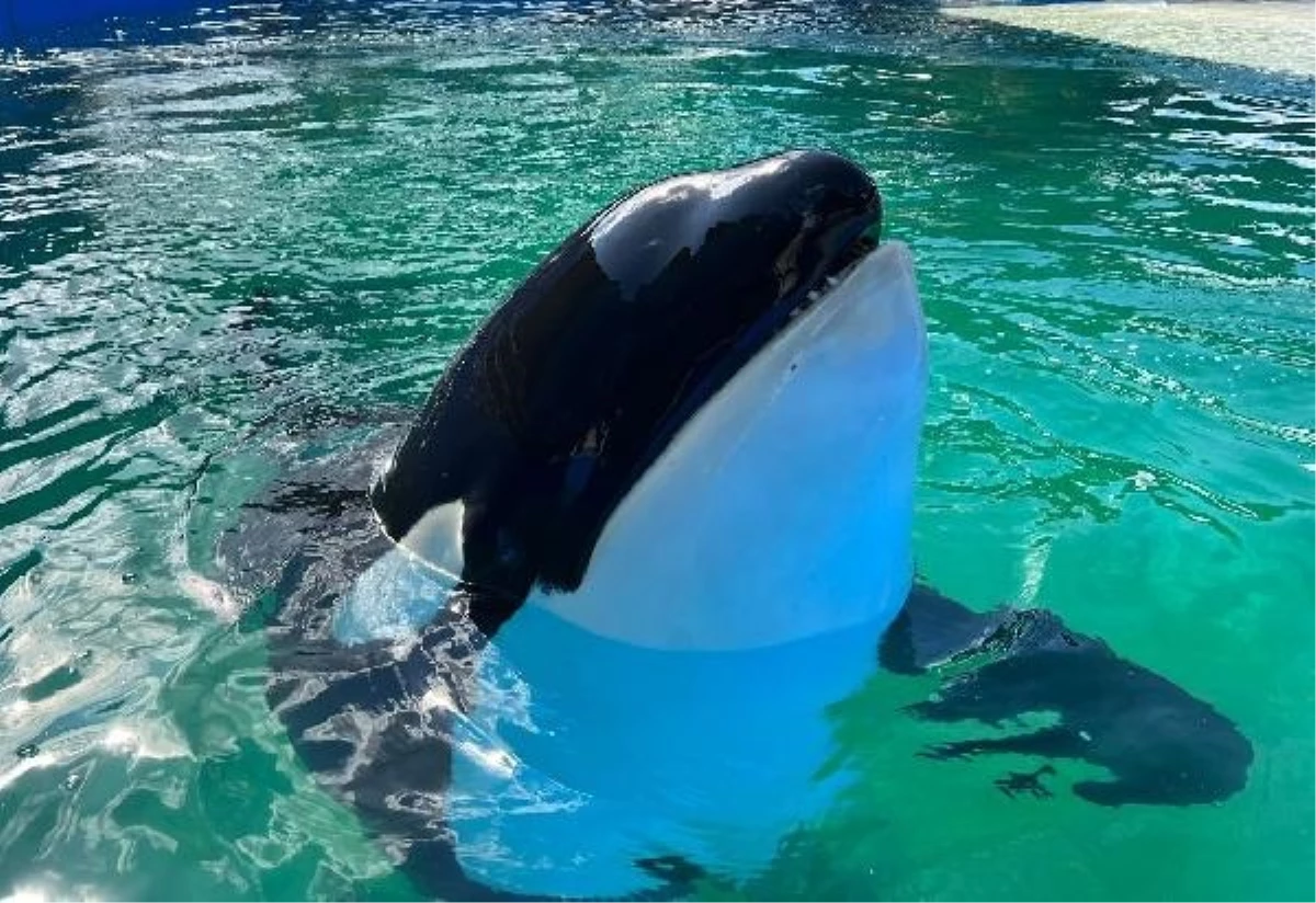 Miami\'deki TOKİ adlı katil balina öldü
