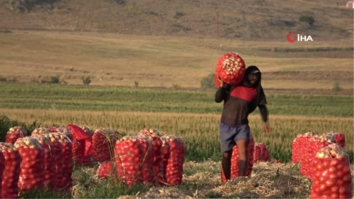 Amasya\'da Soğan Fiyatları Düşüşe Geçti