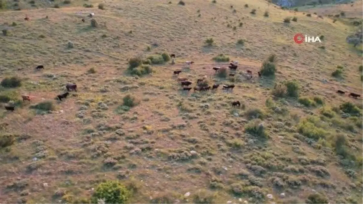 Başkentte Karadeniz\'i aratmayan yayla: Kalecik Şeyh Mahmut Yaylası