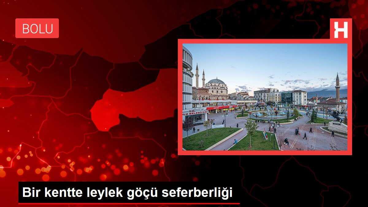 Bir kentte leylek göçü seferberliği