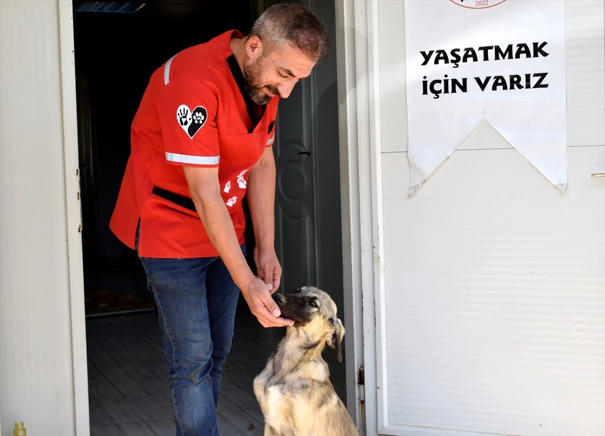 Bitlis\'te 200 sahipsiz köpek kısırlaştırıldı