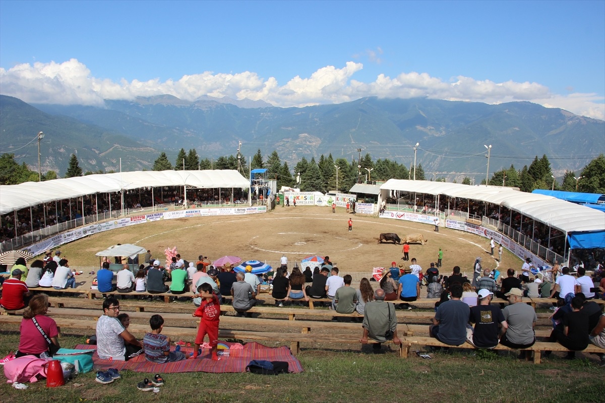 Boğa Güreşleri Türkiye Şampiyonası Artvin\'de Başladı