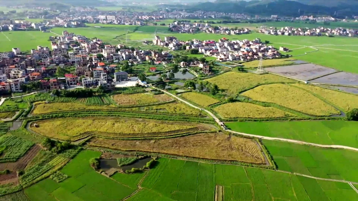 Çin\'de Geliştirilen Dev Hibrit Pirinç Verimli Bir Hasat Sağlıyor