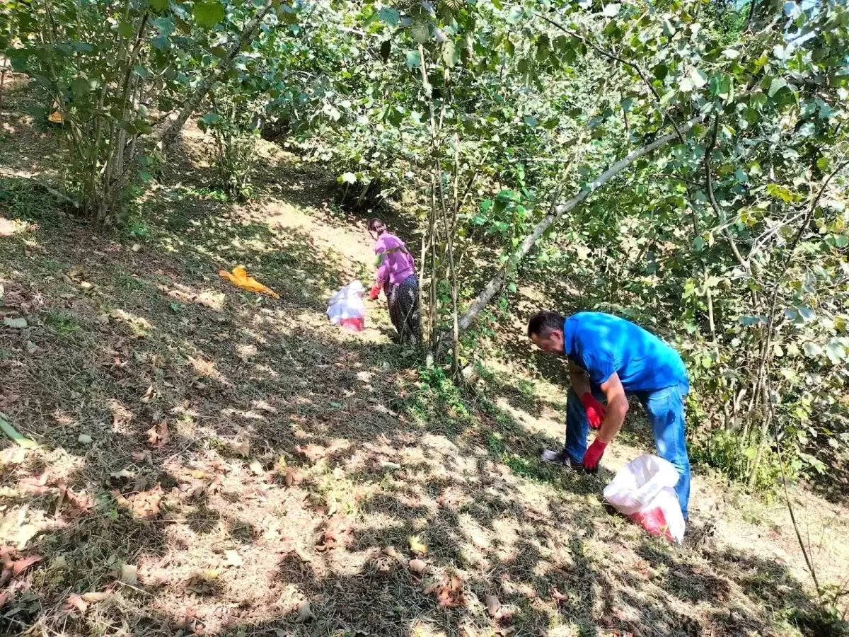 Ordu\'da Fındık Hasadı Sıcak Hava Nedeniyle Zorlaşıyor