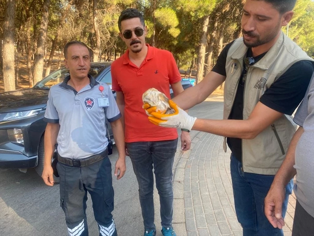 Gaziantep\'te Yaralı Peçeli Baykuş Tedavi Altına Alındı