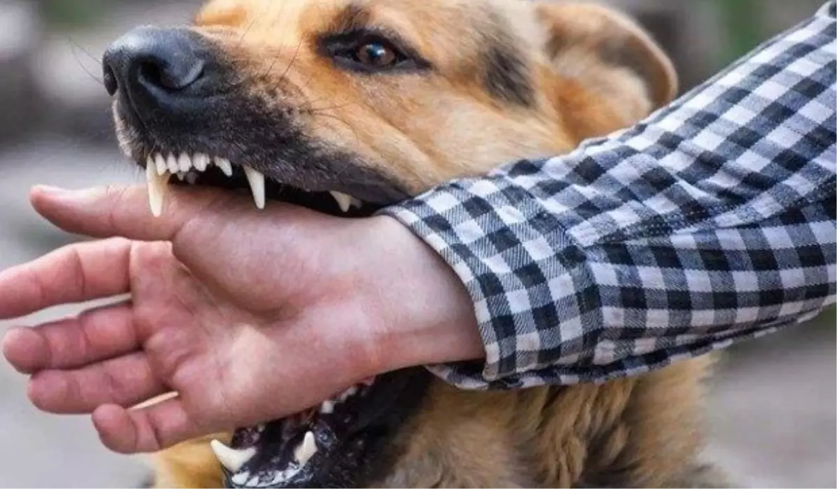 Kuduz Hastaları Neden Sudan Korkar?