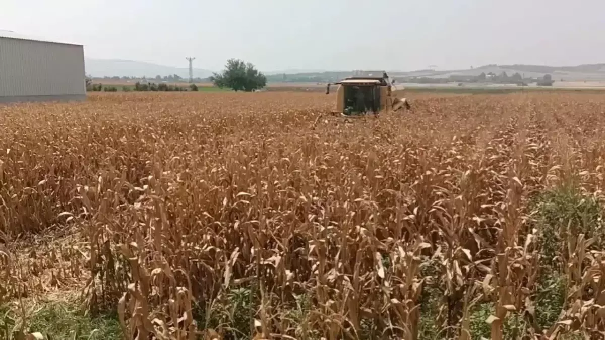 Osmaniye\'de Çiftçiler Mısır Taban Fiyatının Açıklanmamasına Tepki Gösterdi