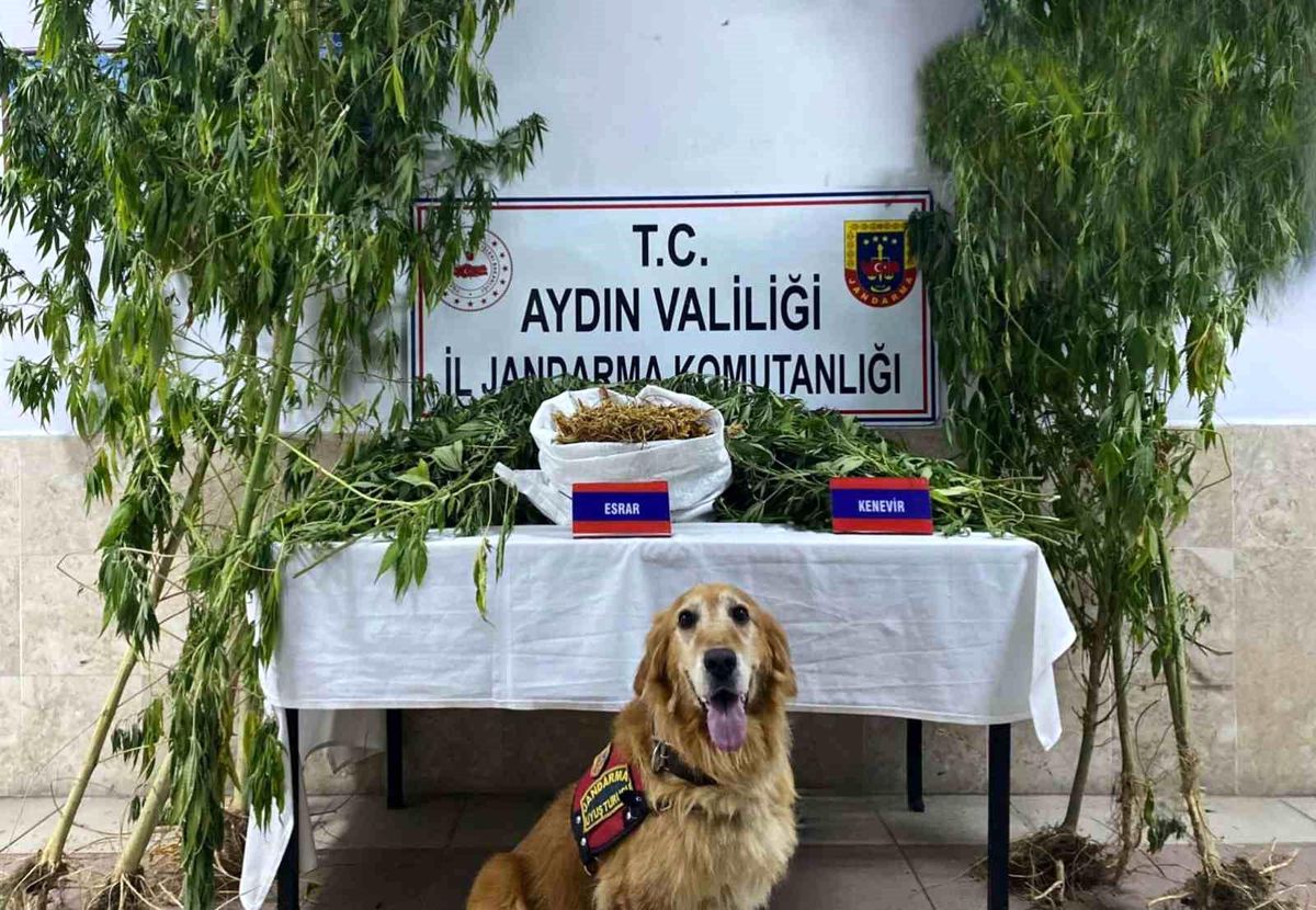 Nazilli\'de Uyuşturucu Operasyonu: 1 Kişi Yakalandı, Çok Sayıda Uyuşturucu Ele Geçirildi