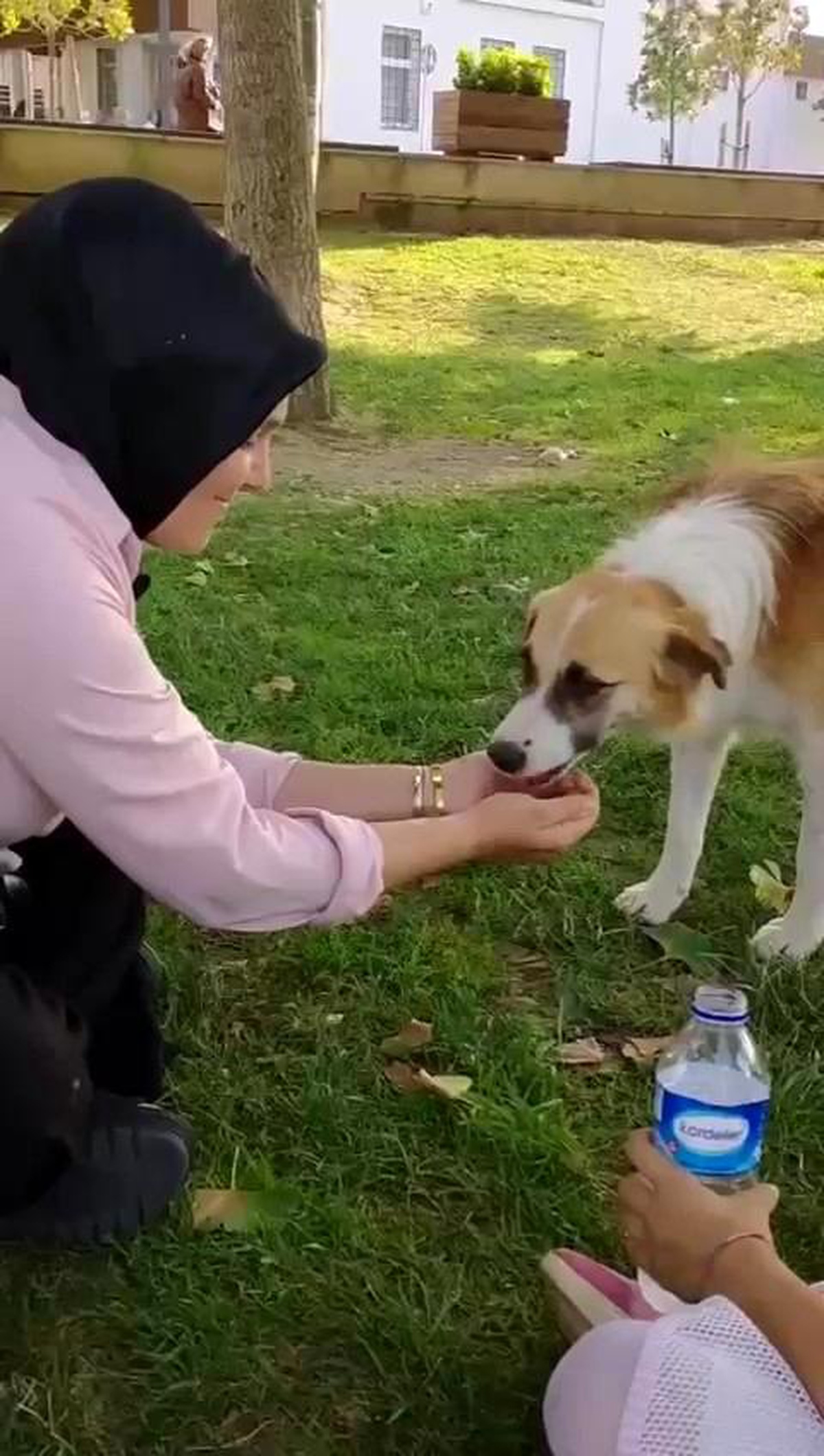 Düzce\'de Sıcak Havada Baygın Düşen Sokak Köpeğine Su İçiren Kadın