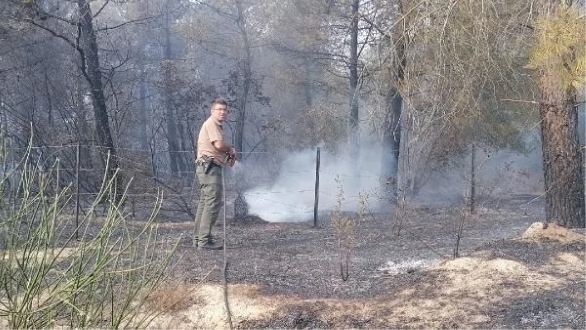 Silivri\'de Ormanda Yangın Çıktı