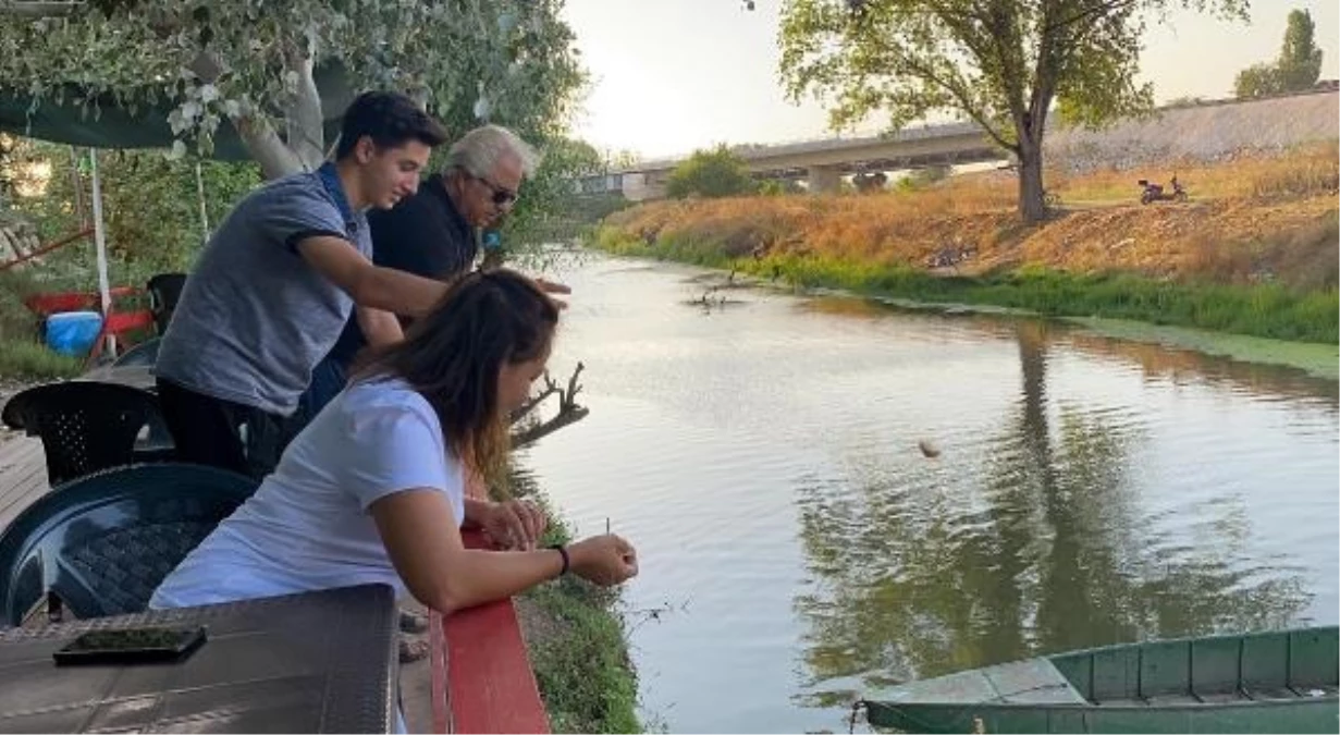 Edirne\'de su maymunları Tunca Nehri\'ni mesken tuttu