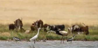 '4 bin kilometrelik göçte kuraklık nedeniyle her 5 yavrudan en fazla 2'si hayatta kalabilir'