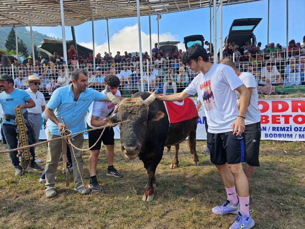Boğa Güreşleri Türkiye Şampiyonası Artvin\'de yapıldı