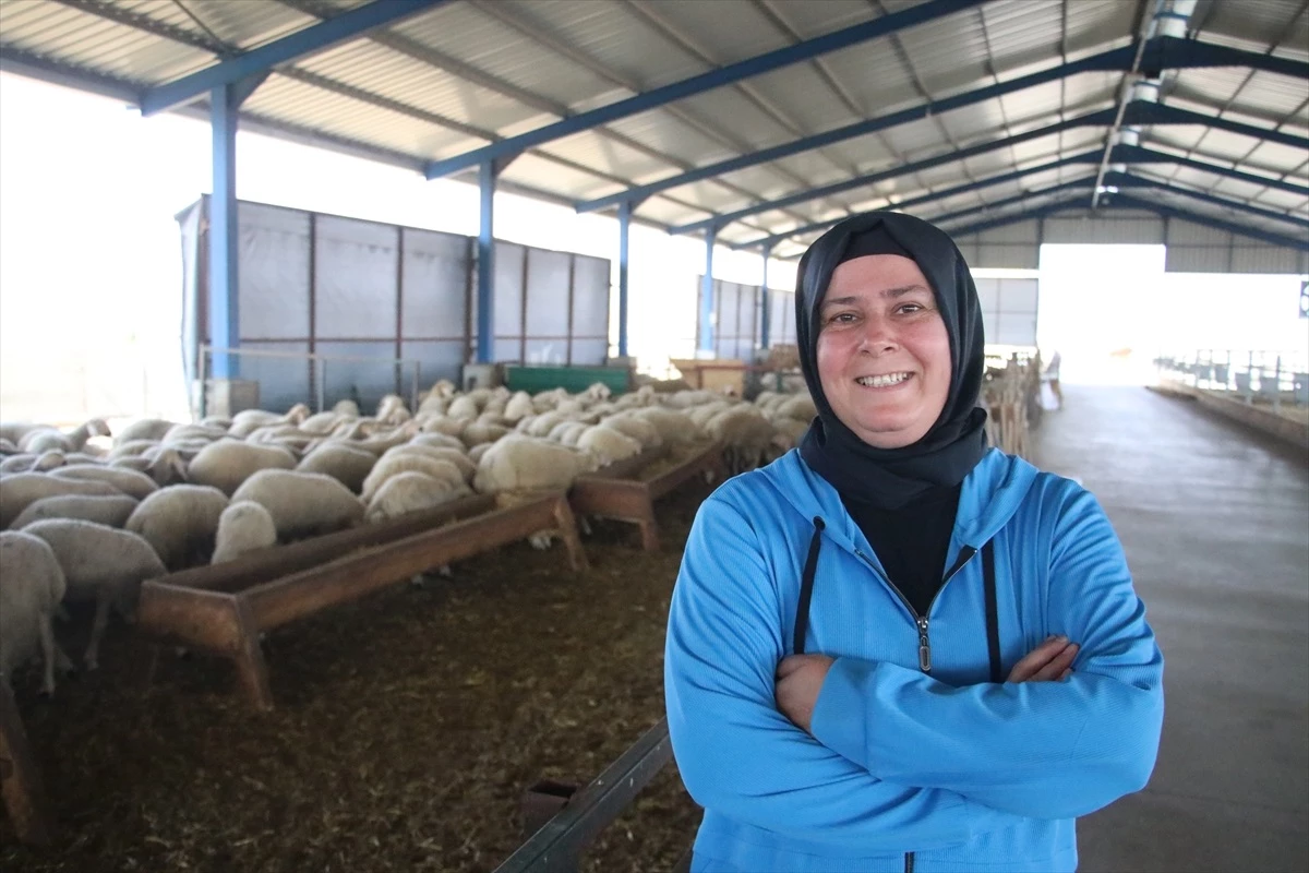 Devlet desteğiyle çiftlik kuran kadın, koyun sayısını 150\'den 350\'ye çıkardı
