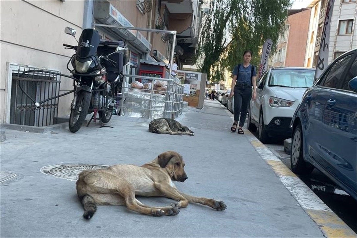 Esenyurt\'ta sahipsiz köpekler mahalle sakinlerini korkutuyor