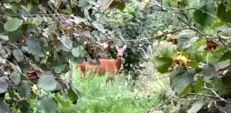 Fındık bahçesini temizlerken gördüğü karacaya böyle seslendi