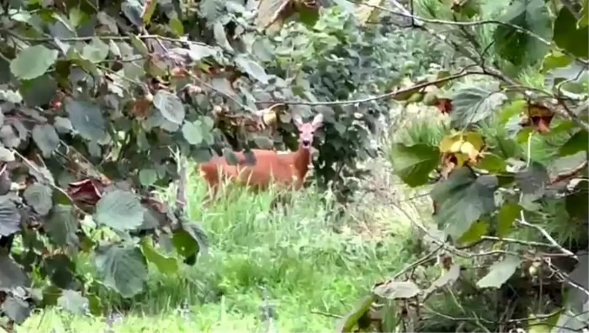 Fındık bahçesini temizlerken gördüğü karacaya böyle seslendi