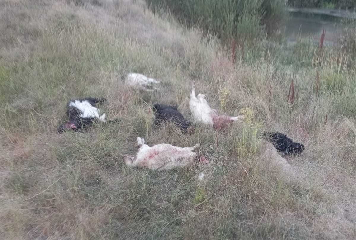 Hakkari\'de sahipsiz köpeklerin saldırdığı sürüde 36 küçükbaş hayvan telef oldu