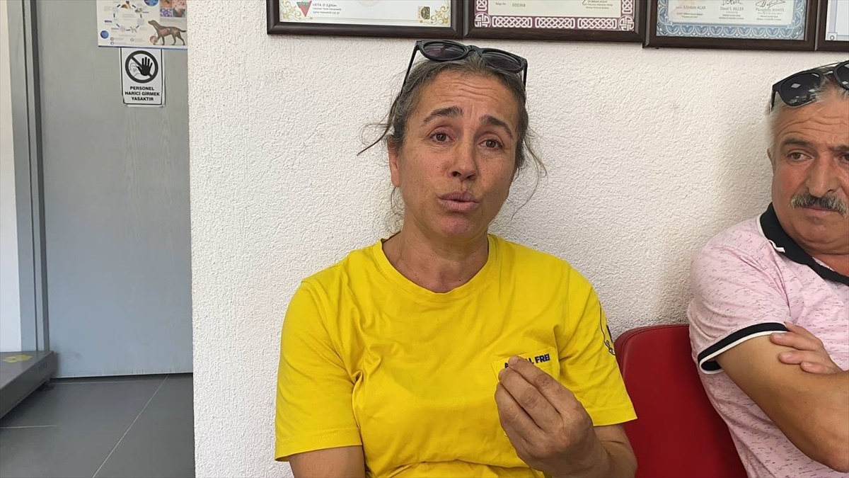 Zonguldak\'ta nacak ile yaralandığı öne sürülen köpek tedaviye alındı