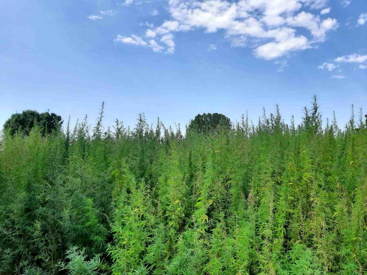 Edirne\'de 560 Bin Kök Kenevir Bitkisi Ele Geçirildi