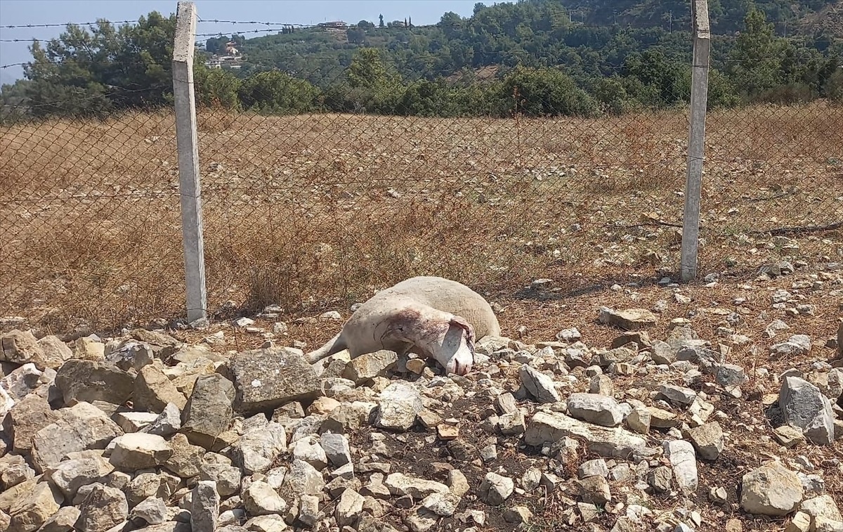 Antalya\'da Kurtlar Ahıra Saldırdı: 16 Kuzu Telef Oldu