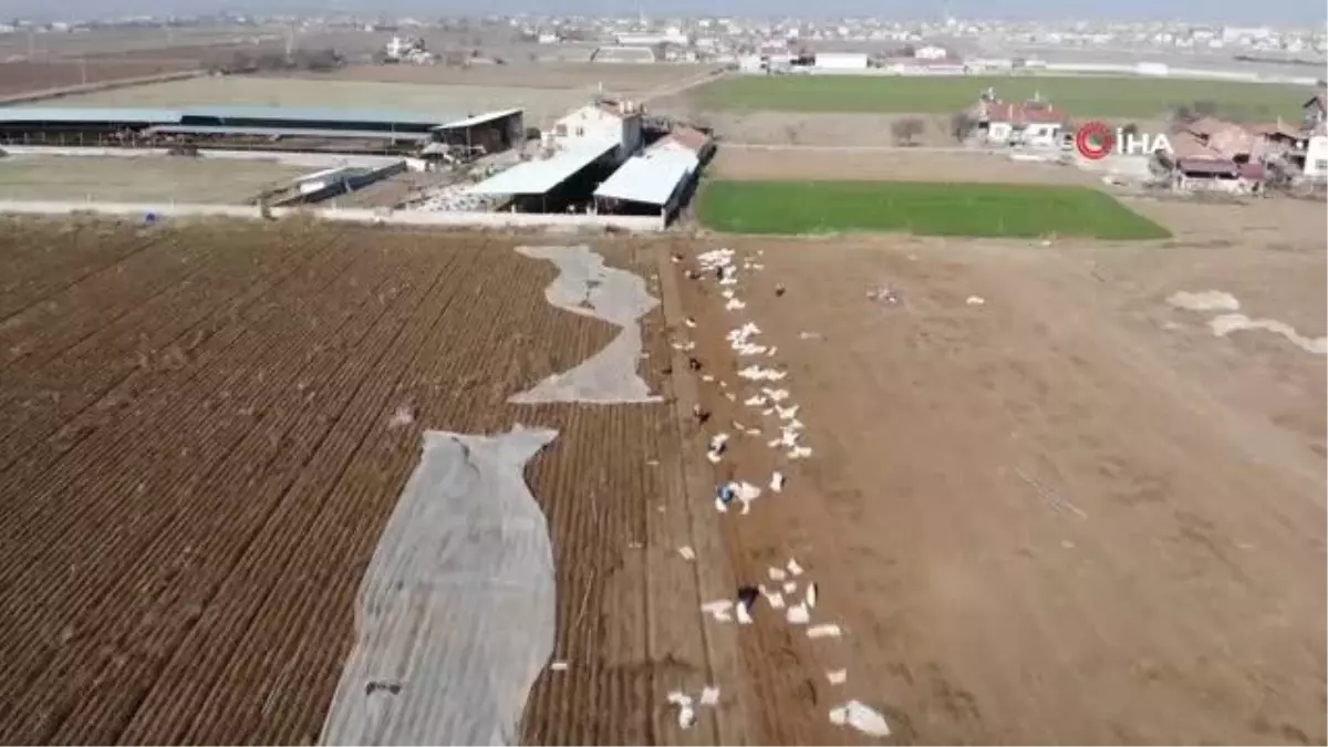 Konya Ovası Türkiye\'nin Havuç İhtiyacının Yüzde 65\'ini Karşılıyor