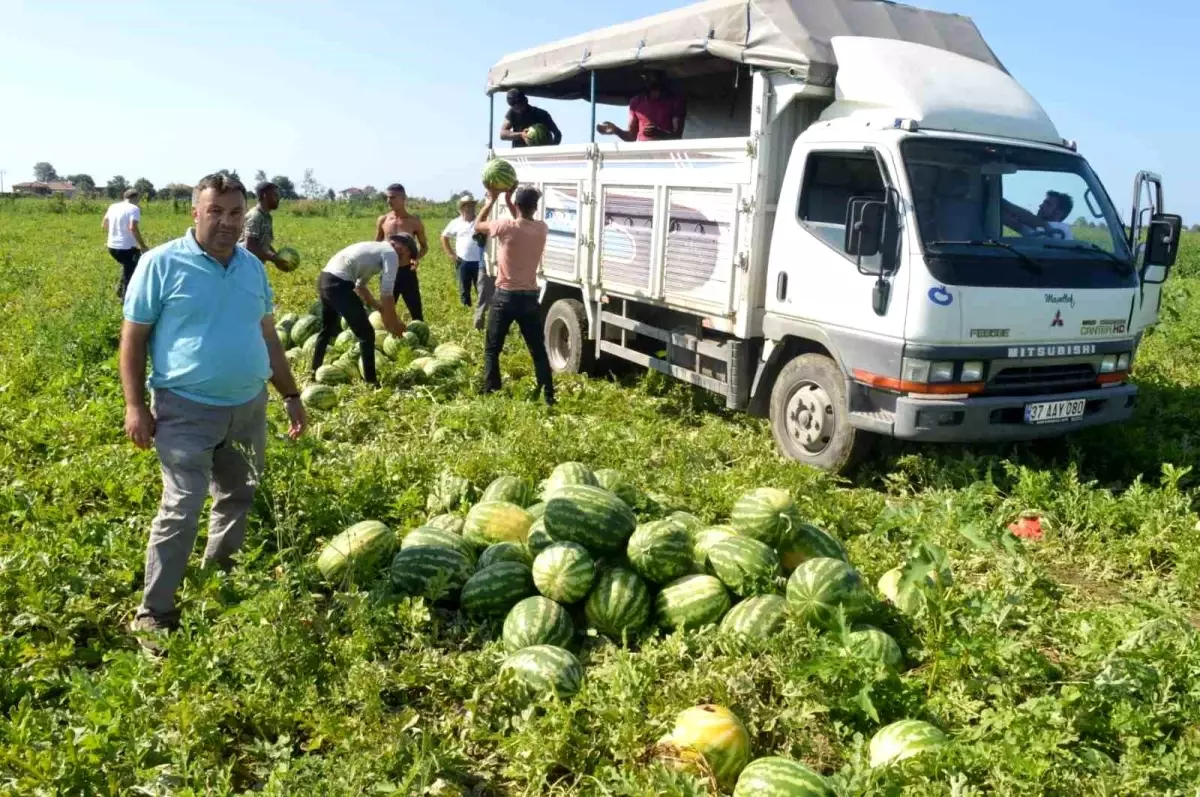 Bafra Karpuzunun Hasadı Tamamlandı