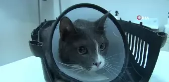 Bir sene içinde 6 ameliyat geçiren 'Duman' ampute edilerek yaşamını sürdürüyor