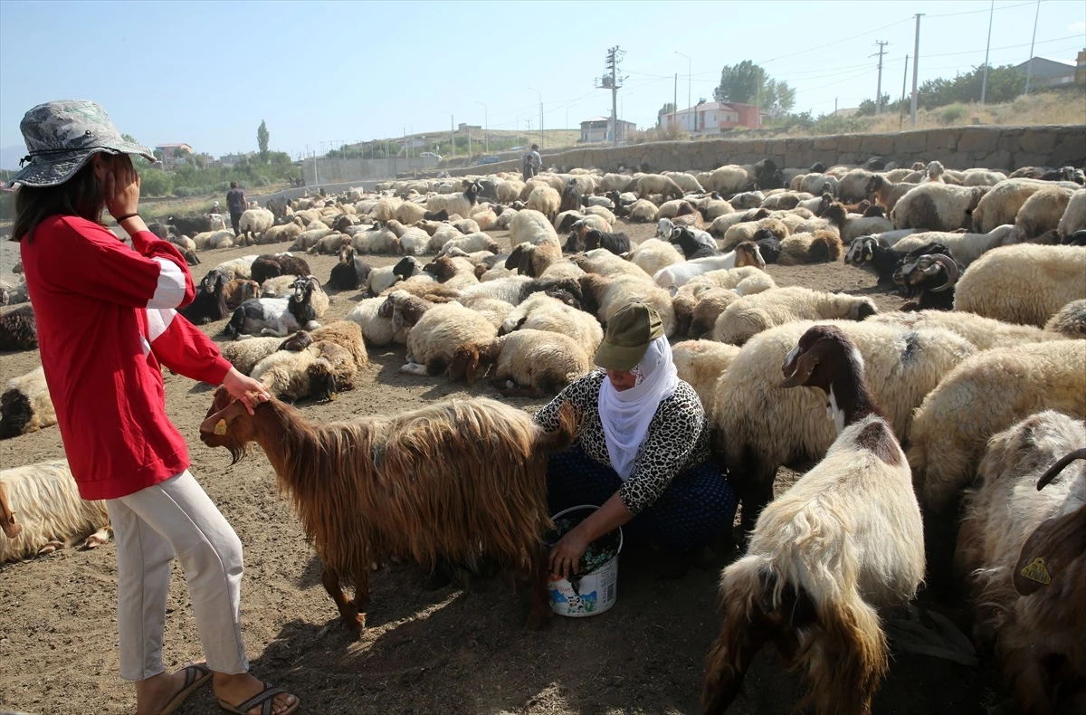Tatvan\'da hayvanlar yazı Nemrut Dağı eteklerinde geçiriyor