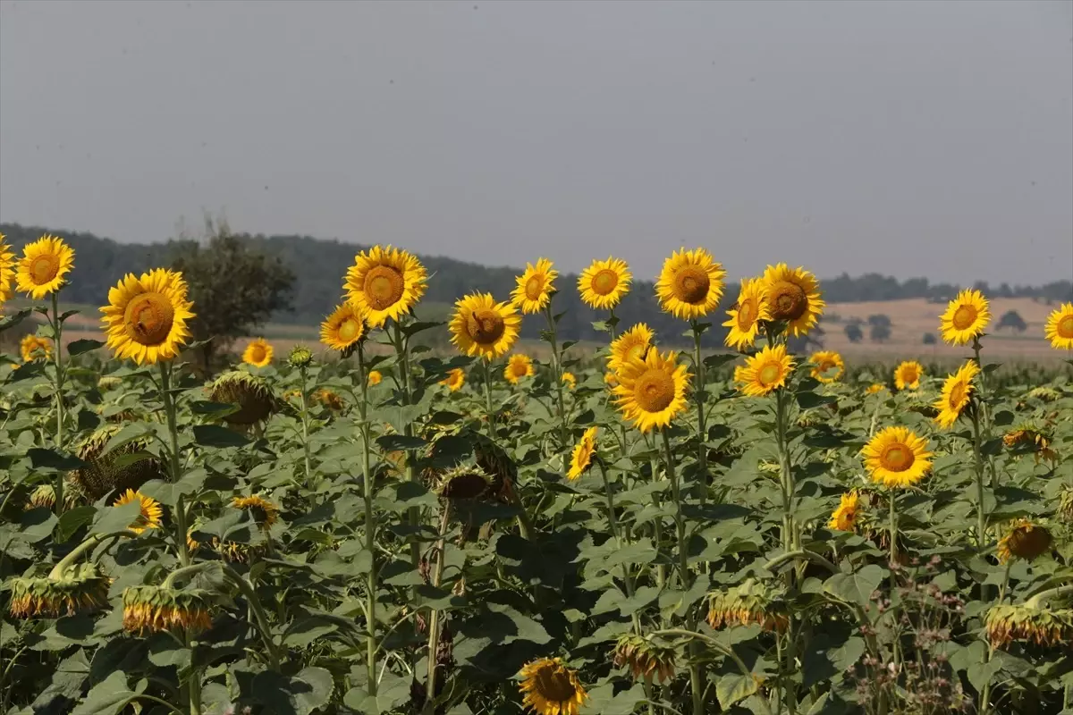 Bolu\'da Tarım Arazilerinin Verimliliği Arttı