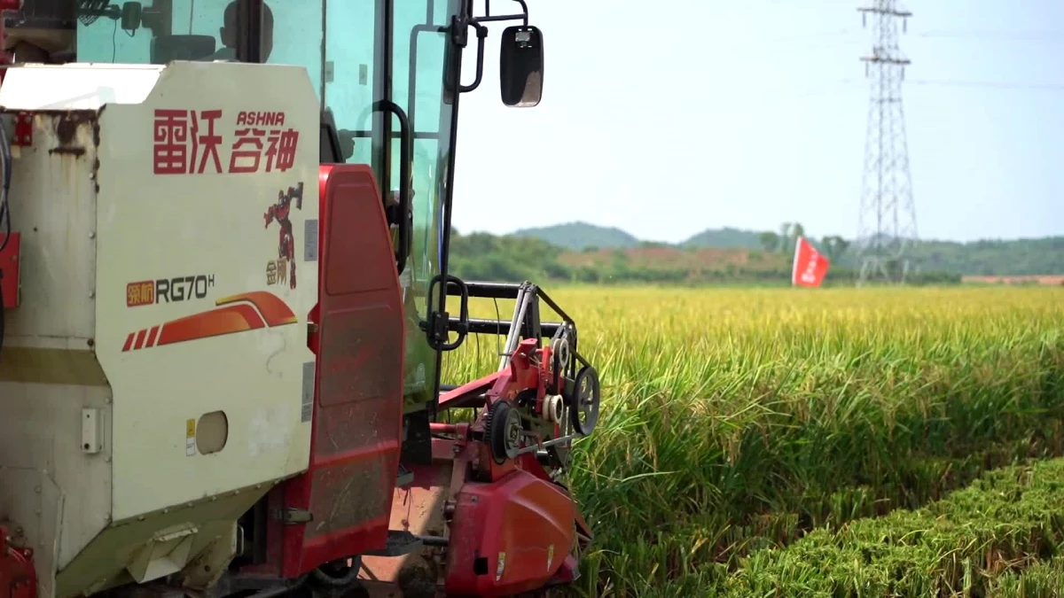 Anız Sonrası Filizlenen Çeltik Hasadı: Jiangxi Eyaleti Tahıl Veriminde Atılım Yaptı