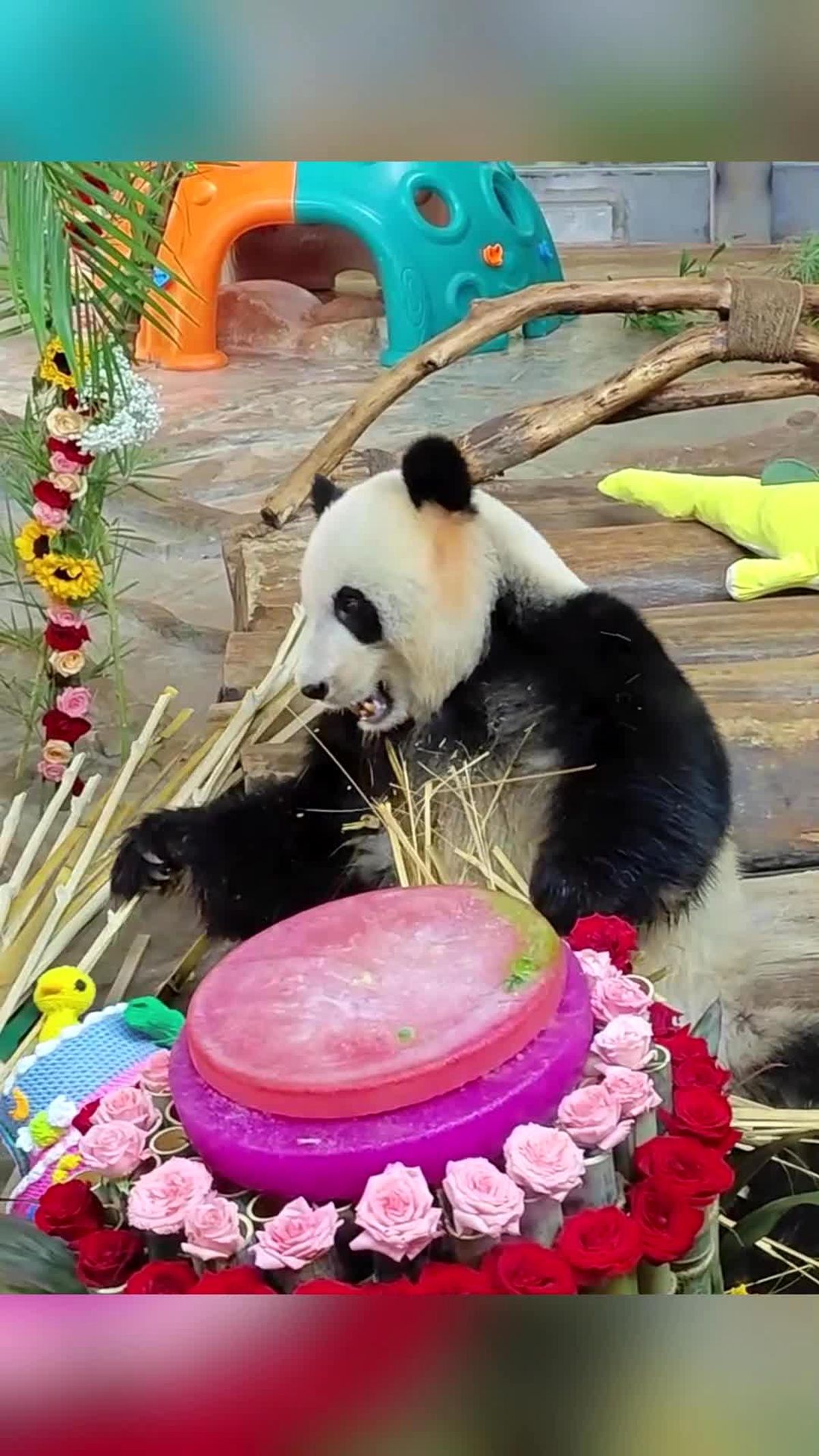 Panda Kardeşlerin 10. Yaş Günü Partisi