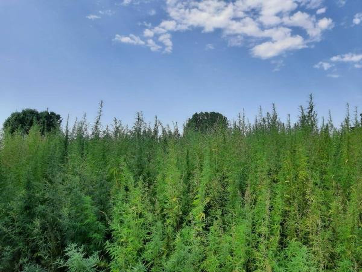 Edirne\'de 560 Bin Kök Hint Keneviri Ele Geçirildi